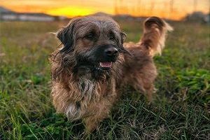 vacanze con il cane