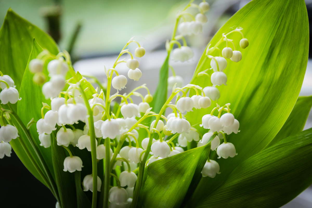 1 maggio